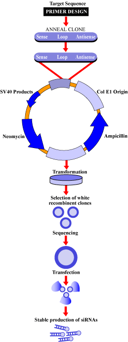 Overview of siRNA Plasmid Construction Procedure