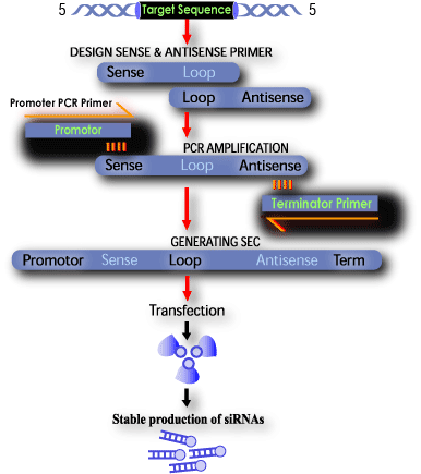 Overview of siRNA Expression Cassette Procedure